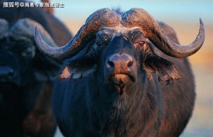戊申年属什么生肖