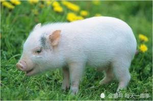 十二生肖猪的婚配